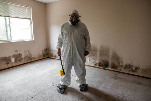 Trusted Cloverport, KY Mold Remediation Experts